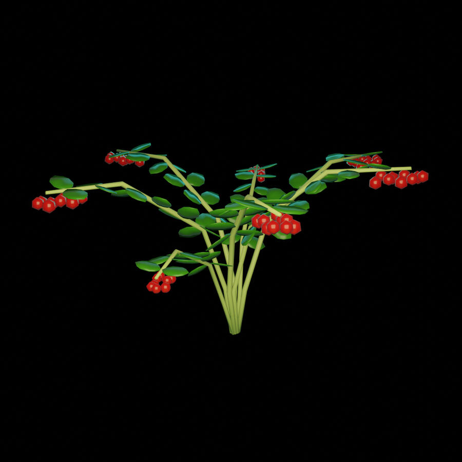 Lingonberry Plant - for NFB