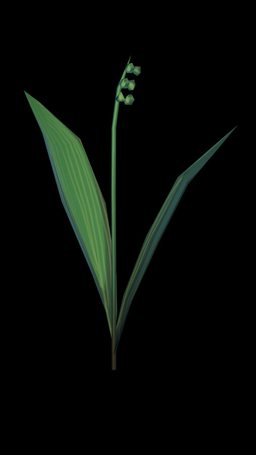 Lily of the Valley - For NFB